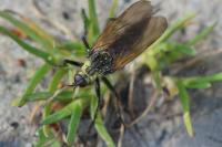 Empis tessellata