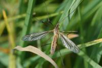 Tipula vernalis