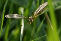 Tipula oleracea