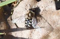 Eupeodes luniger