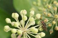Stomorhina lunata