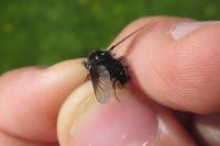 Bombylella atra