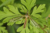 Tipula vernalis