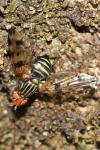 Otites porcus