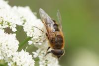 Eristalis similis