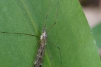 Tipula rufina