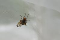 Otites porcus