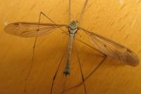 Tipula fulvipennis