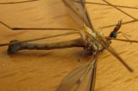 Tipula fulvipennis