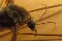 Tipula fulvipennis