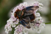 Phasia hemiptera