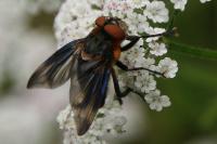 Phasia hemiptera