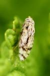 Tephritis postica