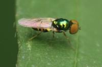 Microchrysa flavicornis