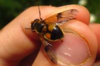 Volucella inflata
