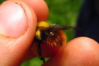 Volucella bombylans
