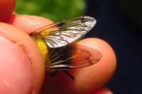 Volucella bombylans
