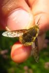 Bombylius medius
