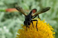 Cylindromyia