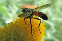 Cylindromyia
