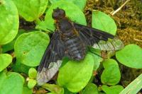 Hemipenthes morio