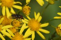 Stomorhina lunata