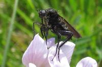 Empis ciliata