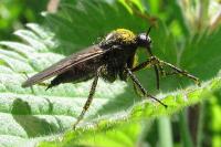 Empis ciliata