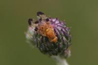 Xyphosia miliaria