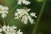 Sphaerophoria scripta