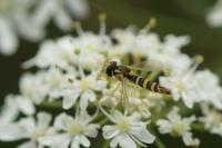 Sphaerophoria scripta