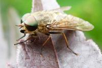 Tabanus bromius