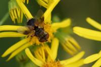 Ectophasia crassipennis