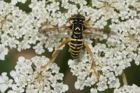 Spilomyia saltuum
