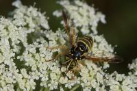 Spilomyia saltuum
