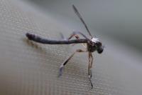 Leptogaster cylindrica