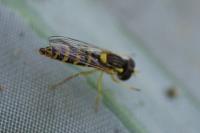 Sphaerophoria