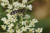 Scaeva pyrastri