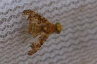 Oxyna flavipennis
