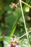 Eristalis tenax