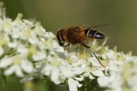 Eristalis arbustorum