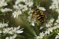 Myathropa florea
