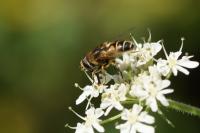 Eristalis arbustorum