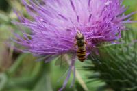 Episyrphus balteatus