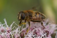 Eristalis tenax