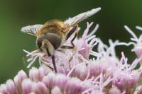 Eristalis tenax