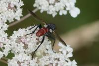 Cylindromyia