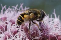 Eristalis arbustorum