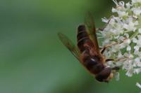 Eristalis