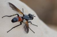 Cylindromyia